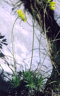 Draba Lasiocarpa