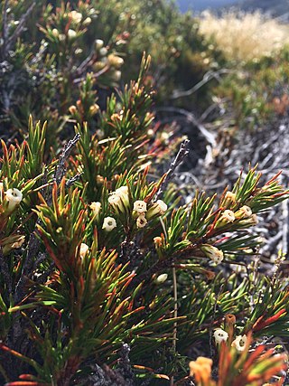 <i>Dracophyllum rosmarinifolium</i> Species of flowering plant in the heath family Ericaceae