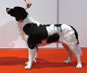 Cão perdiz Drente preto e branco.