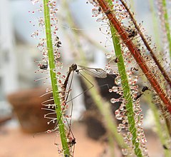 Limoniid cranefly (Limonia) trapped by Drosera filiformis