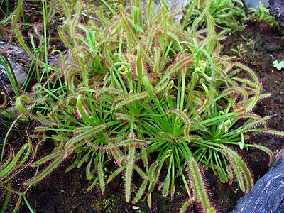 Drosera capensis