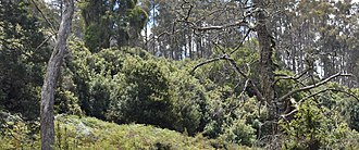 Photo of a typical dry rainforest stand. Pomaderris apetala is known to form canopies in dry rainforests like this one. Picture taken on a property in Deddington, Tasmania. Dry Rainforest in Deddington .jpg