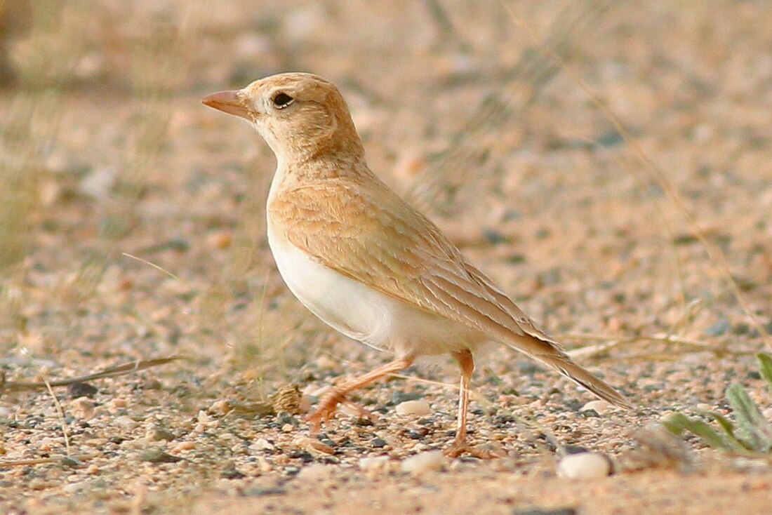 Dunn's lark