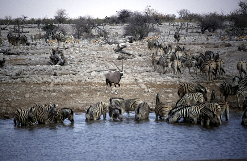 File:Dunst Etosha Oct 2002 slide370- full house.jpg