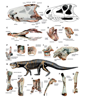 <i>Dynamosuchus</i> Extinct genus of reptiles