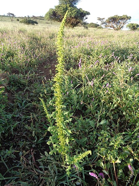 File:Dysphania schraderiana plant (04).jpg