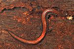 Oostelijke Red-backed Salamander - Plethodon cinereus, Elizabeth Hartwell Mason Neck National Wildlife Refuge, Mason Neck, Virginia.jpg