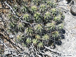 Echinocereus cinerascens ssp. tulensis (5781912930).jpg