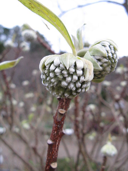 File:Edgeworthia chrysantha3.jpg