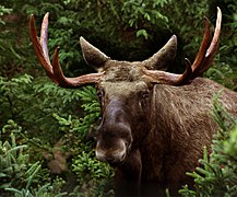 Moose, male (Alces alces)