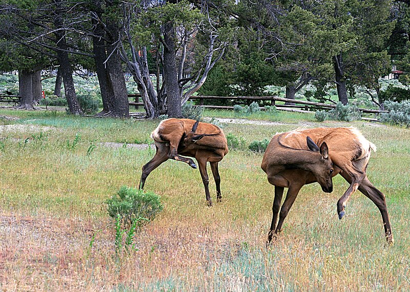 File:Elks in yellowstone national park.jpg