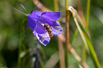 Rundblättrige Glockenblume (Scottish bluebell)