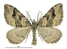 Epyaxa rosearia male.jpg