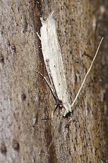 <i>Erechthias hemiclistra</i> Species of moth