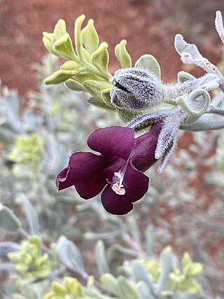 <i>Eremophila muelleriana</i> Species of flowering plant