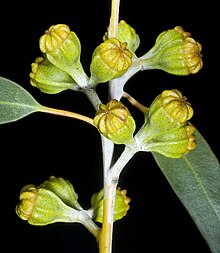 flower buds Eucalyptus corrugata - Flickr - Kevin Thiele (1).jpg