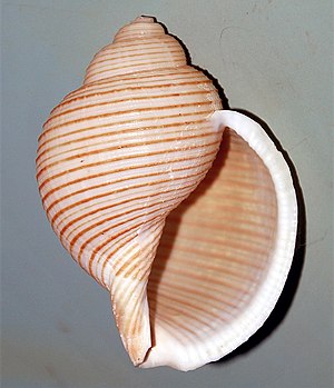 Eudolium crosseanum Barbados.jpg