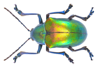 <i>Eumolpus</i> (beetle) Genus of leaf beetles