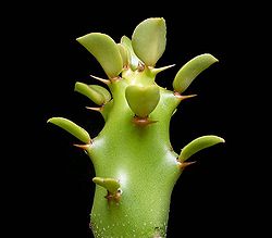 Euphorbia caducifolia.jpg