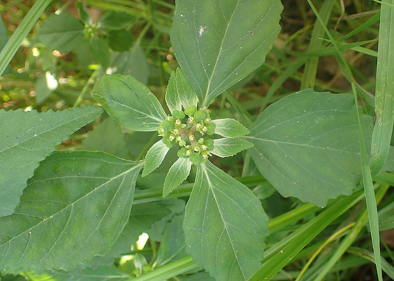File:Euphorbia dentata kz01.jpg