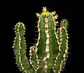Euphorbia graniticola