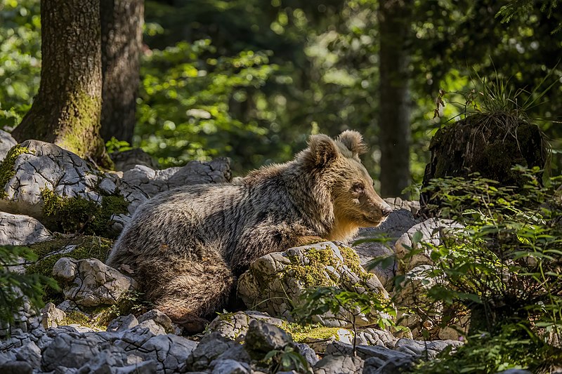 File:Eurasian brown bear (Ursus arctos arctos) female 4.jpg