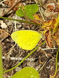 Winter form Eurema smilax (Small Grass Yellow Butterfly).jpg