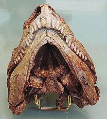 Skull of Euromycter rutenus in ventral view allowing to see the numerous small teeth adorning the bones of the palate (the parasphenoid, triangular in shape in the center, and the very elongated pterygoids on each side). The hyoid apparatus is not present here because it was removed during the preparation of the palate. Euromycter rutenus 6778 retouched.jpg