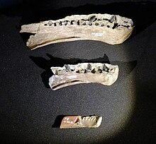 Lower jaws at various growth stages Europasaurus jaws.jpg