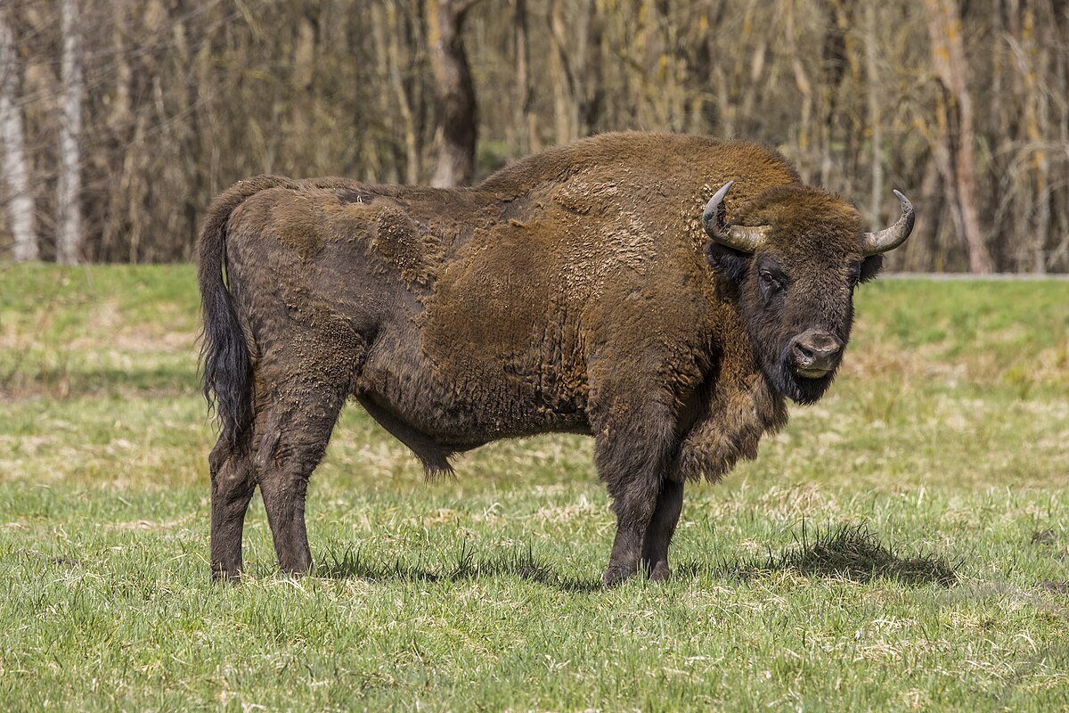 Selskabelig Bulk facet European bison - Wikipedia