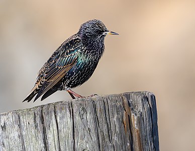 Common starling at List of birds of California, by Frank Schulenburg