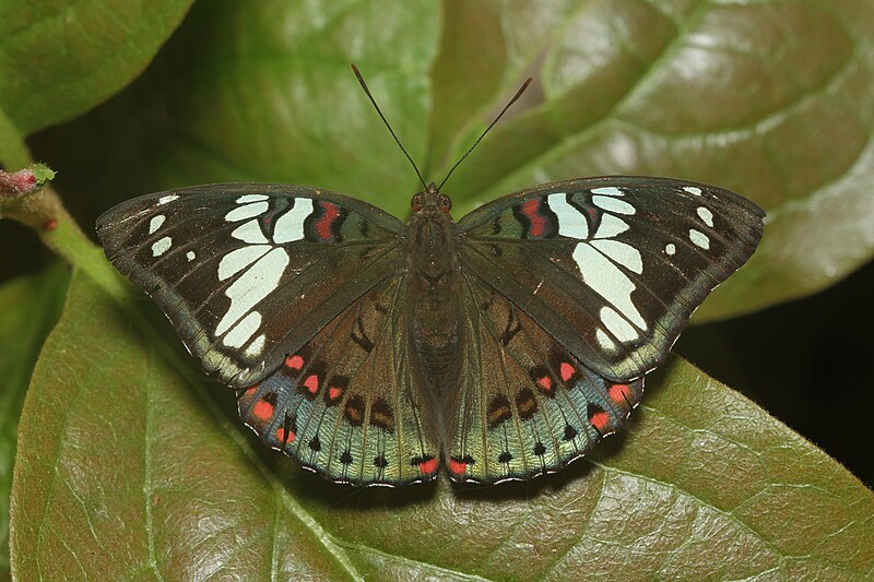 File:Euthalia lubentina - Davidraju IMG 6700.jpg