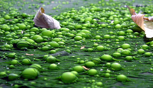 Eutrofiëring van oppervlaktewater kan algenbloei of een uitbraak van botulisme veroorzaken bij warm weer