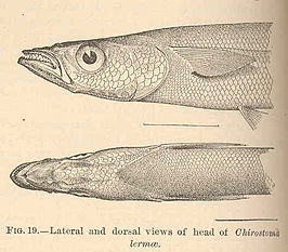 Chirostoma sphyraena