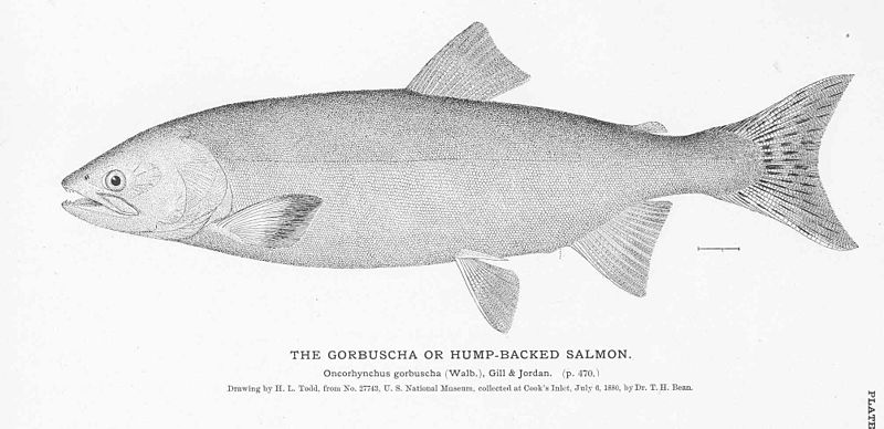File:FMIB 51071 Gorbuscha or Hump-Backed Salmon.jpeg