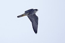 Falco peregrinus2.jpg