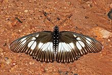 Yanlış şef (Pseudacraea lucretia lucretia) male.jpg