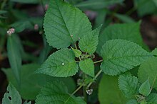 Fatoua villosa whole plant6.jpg