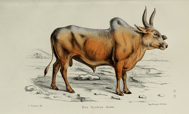 File:Faune de la Sénégambie, vertébrés (1883) (14770847054).jpg