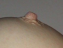 Female nipple profile.jpg