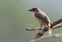 Female from Sattal India Female of Little Pied Flycatcher.jpg