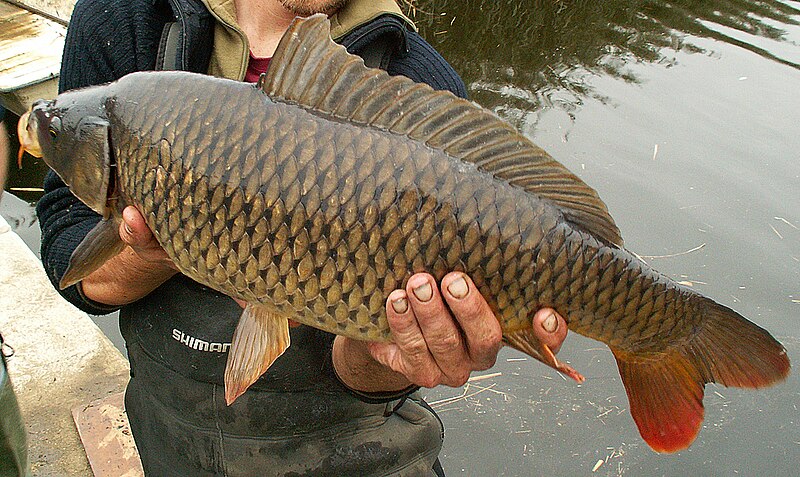 File:FeralCarp.JPG