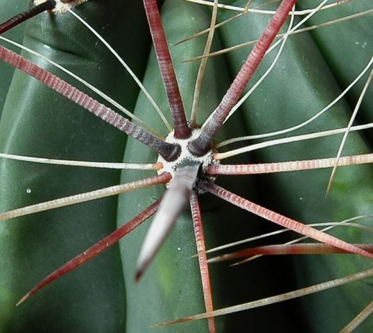 Varied spines of a Ferocactus