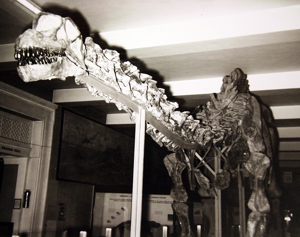 Field Museum Apatosaurus with original incorrect skull