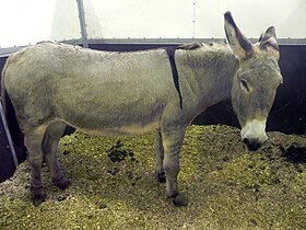 Âne de l'Amiata à la Fieracavalli 2014.