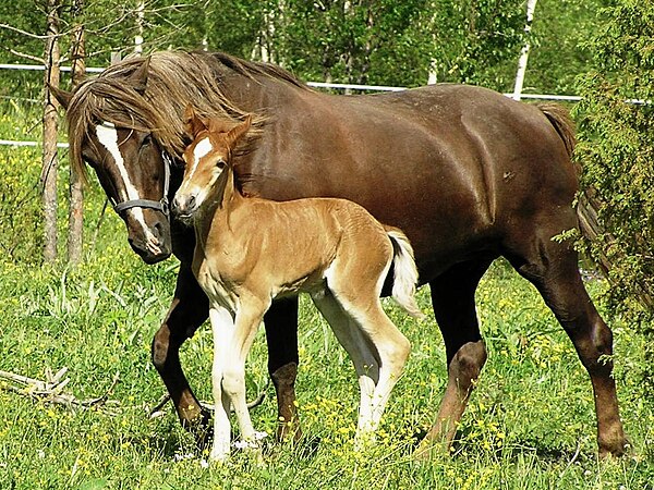 A foal with its mother, or dam