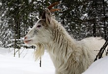 A Finnish landrace goat in winter Finnish Landrace goat white.jpg