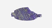 Fish-shaped amulet; 1550–1295 BC; length: 1.8 cm; Metropolitan Museum of Art