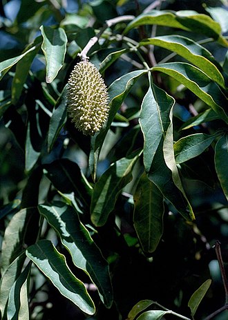 Fruit Flindersia xanthoxyla.jpg