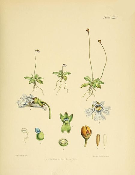 Plate CXIX; Pinguicula antarctica Vahl.; Fitch del et lith.; Printed by Reeve Brothers